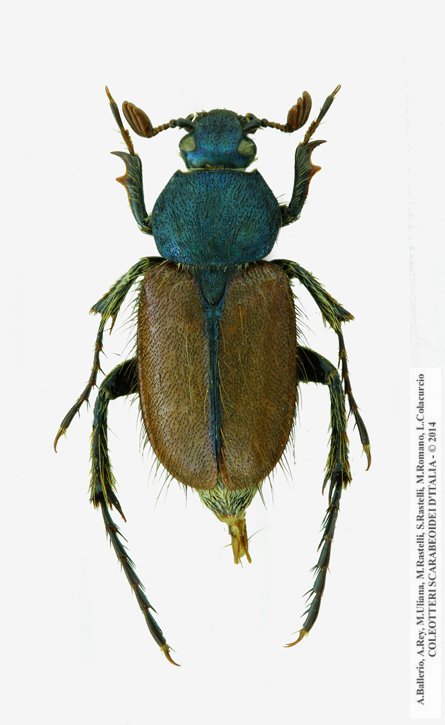 Amadotrogus vicinus, maschio